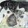 4只小猫丧母 狗儿上门当奶妈（图） 动物世界