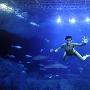 英国跳水神童与鲨鱼共“舞”（图） 动物世界