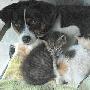 4小猫丧母饿得嗷嗷叫 狗儿半夜上门当“奶妈”（图） 动物世界