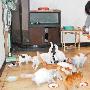 “猫奶奶”想给70多只猫咪找归宿（图） 动物世界