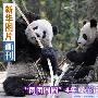 台湾媒体高度关注大熊猫“团团”“圆圆”赴台（图） 动物世界