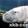 真假“美人鱼”齐亮相悉尼水族馆（图） 动物世界