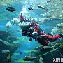 泰国潜水员扮成圣诞老人水中喂鱼（图） 动物世界