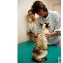 南非哮喘暹罗猫接受针灸治疗（图） 动物世界