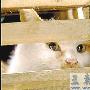 广州水煮活猫引众怒 北京猫友呼吁尽快立法（图） 动物世界