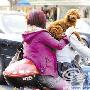 女友坐后面小狗坐肩上（图） 动物世界