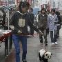 武汉现“山寨熊猫” 泰然逛街雷倒众人（图） 动物世界