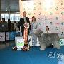 2008CKU第一届FCI亚洲展赛后报道之赏历照 动物世界