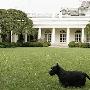 2008十大动物新闻：布什总统宠物狗咬人（图） 动物世界