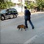 海南一男子养野猪成宠物 上街形影不离（图） 动物世界