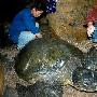 连云港水族馆精心救治百岁受伤绿海龟（图） 动物世界