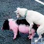 处女宠物猪遭土狗性侵 女子欲告狗主人索赔（图） 动物世界