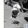 居民訓練狗抓耗子 寵物狗看到老鼠就去追咬（圖） 動物世界