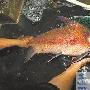 重庆发现9斤重野生成年雄性胭脂鱼（图） 动物世界