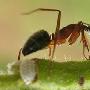 九种动物自卫绝招：奇特蚂蚁自我爆炸御敌（图） 动物世界