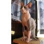 加拿大无毛猫被正式确认为新猫种（图） 动物世界