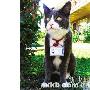 猫眼看世界（图） 动物世界