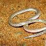 巴西发现无腿蜥蜴形似蛇类（图） 动物世界