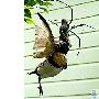 巨型蜘蛛结网捕食小鸟（图） 动物世界