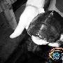 野生龟类成功人工繁育 海南研究成果震惊国内（图） 动物世界