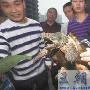 地球最凶猛鳄鱼龟惊现大坪（图） 动物世界