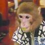 酒馆请猴子充当服务员（图） 动物世界