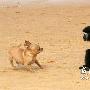 长臂猿宠物狗沙滩“斗法”（图） 动物世界