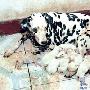 3岁大斑点狗产下17只幼崽 已是第4次分娩（图） 动物世界