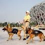 防爆犬“鸟巢”上岗保障北京残奥会闭幕式安全（图） 动物世界