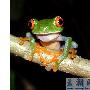 哥斯达黎加发现世界上最罕见的树蛙（图） 动物世界