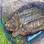英国渔民捕到罕见美国鳄龟（图） 动物世界