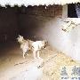 家狗勇斗黄鼠狼保护小鸡(图)（图） 动物世界