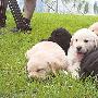 12只可爱导盲犬等着来认养（图） 动物世界