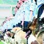 平安犬：保卫奥运的特殊功臣（图） 动物世界