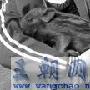 野猪与女饲养员共眠 毫不理会猪妈妈（图） 动物世界