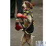 秘鲁训练出世界唯一的拳击警犬（图） 动物世界