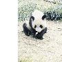 奥运熊猫的幸福生活（图） 动物世界