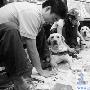盖脚印 导盲犬“签名”售新书（图） 动物世界