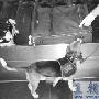 沈阳奥运检疫犬身价12万 住标间有专车待遇好（图） 动物世界