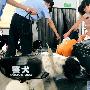 青岛铁路警方启用警犬执勤保奥运安全（图） 动物世界