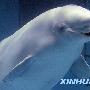 日本水族馆白鲸会吐泡泡圈（图） 动物世界