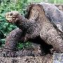 孤独生活36年巨型陆龟开始交配（图） 动物世界