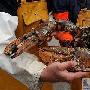 英國漁民捕獲近6公斤重巨型龍蝦（圖） 動物世界