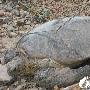 洞头：灵霓海堤边发现大“玳瑁”（图） 动物世界