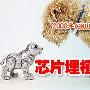 2008年CKU华北、东北地区新生犬芯片埋植通知 动物世界