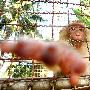 泰国椰猴失业靠乞食度日（图） 动物世界