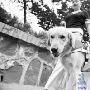 福娃是郑州首只导盲犬，昨日做了绝育手术（图） 动物世界