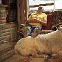 英國一男子養山羊當寵物（圖） 動物世界
