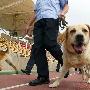 奥运安保警犬1分钟内搜出炸药 伙食费每天20元（图） 动物世界