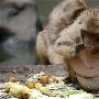 日本动物园猴子因游客喂食过多面临减肥（图） 动物世界